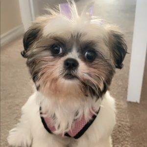 Meet your Posher, Katie